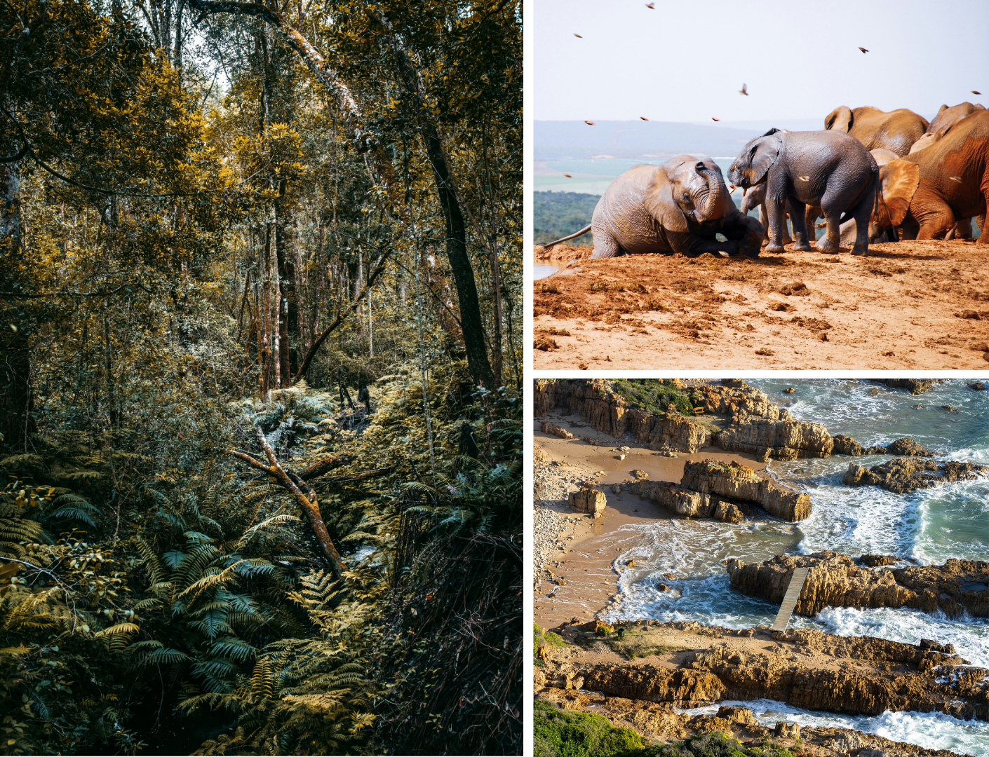 Groene bossen en olifanten. Een loopbrug over woest water