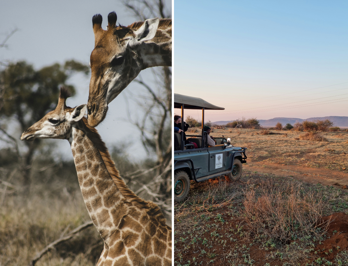 Split image: Left, two giraffes nuzzling; Right, safari jeep on a dirt road with passengers observing the landscape.