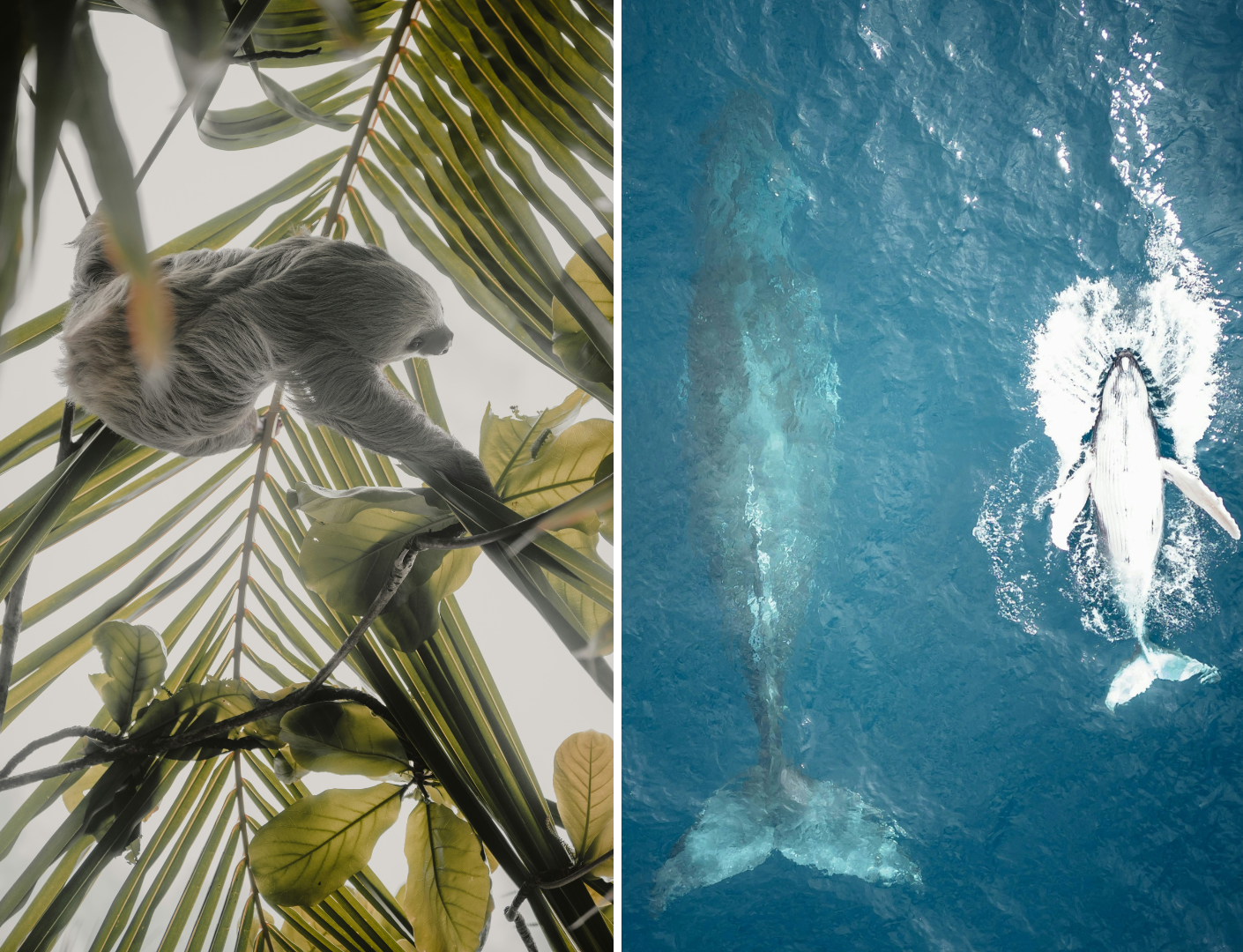 Luiaard en walvissen in Costa Rica