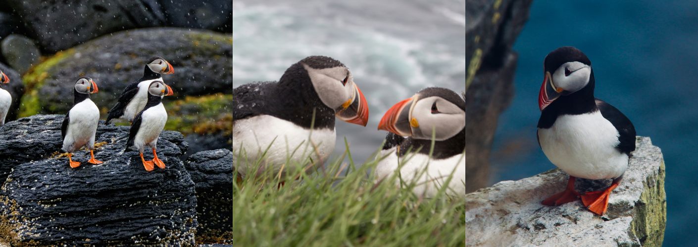 Prachtige papegaaiduikers