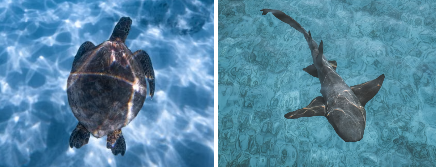 A sea turtle and a shark swimming separately in clear, sunlit water.