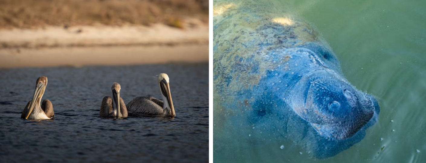 Three pelicans float on water with a sandy background, alongside a partially submerged manatee in clear, greenish water.