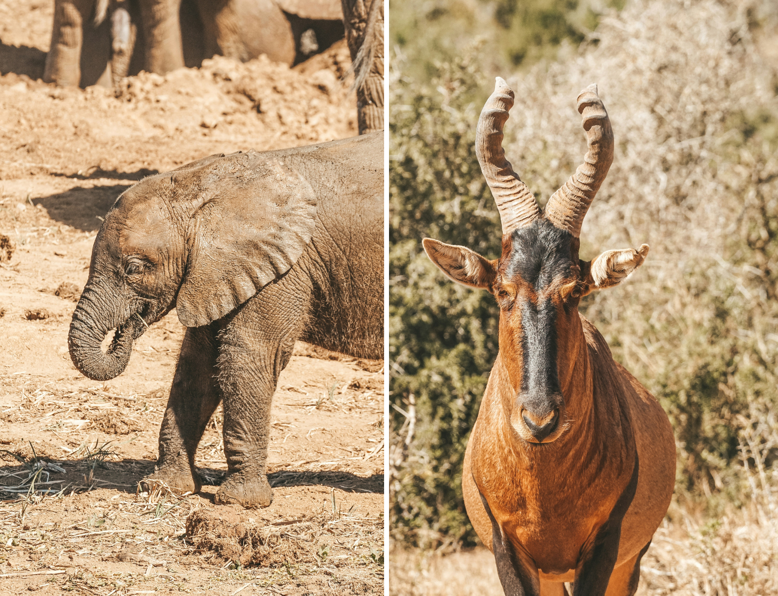 Prachtige dieren van het Addo Elephant Park