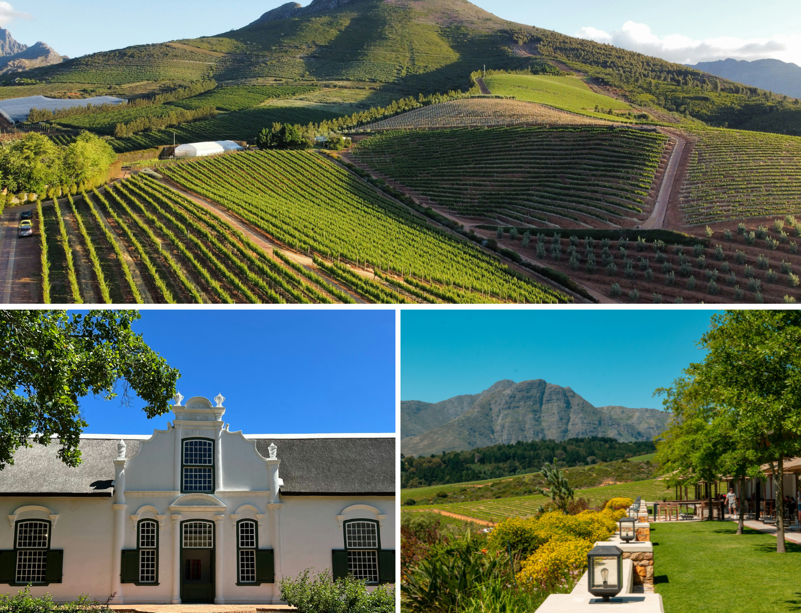 Mooie wijnvelden in Stellenbosch