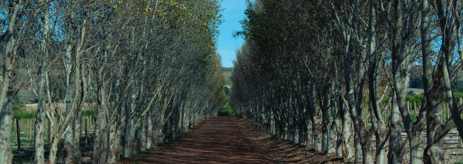 Wijnveld in de herfst