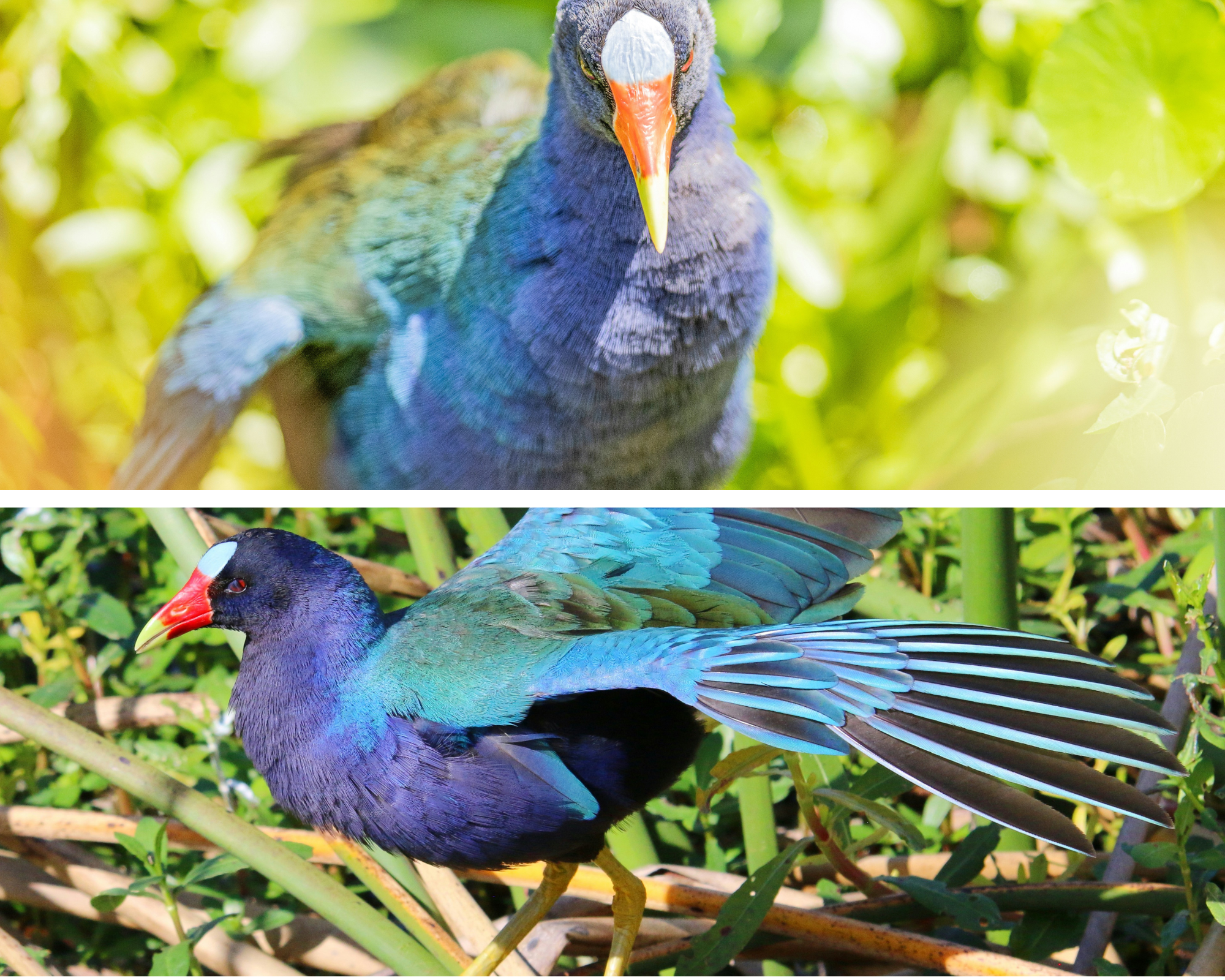 Prachtige purperkoeten