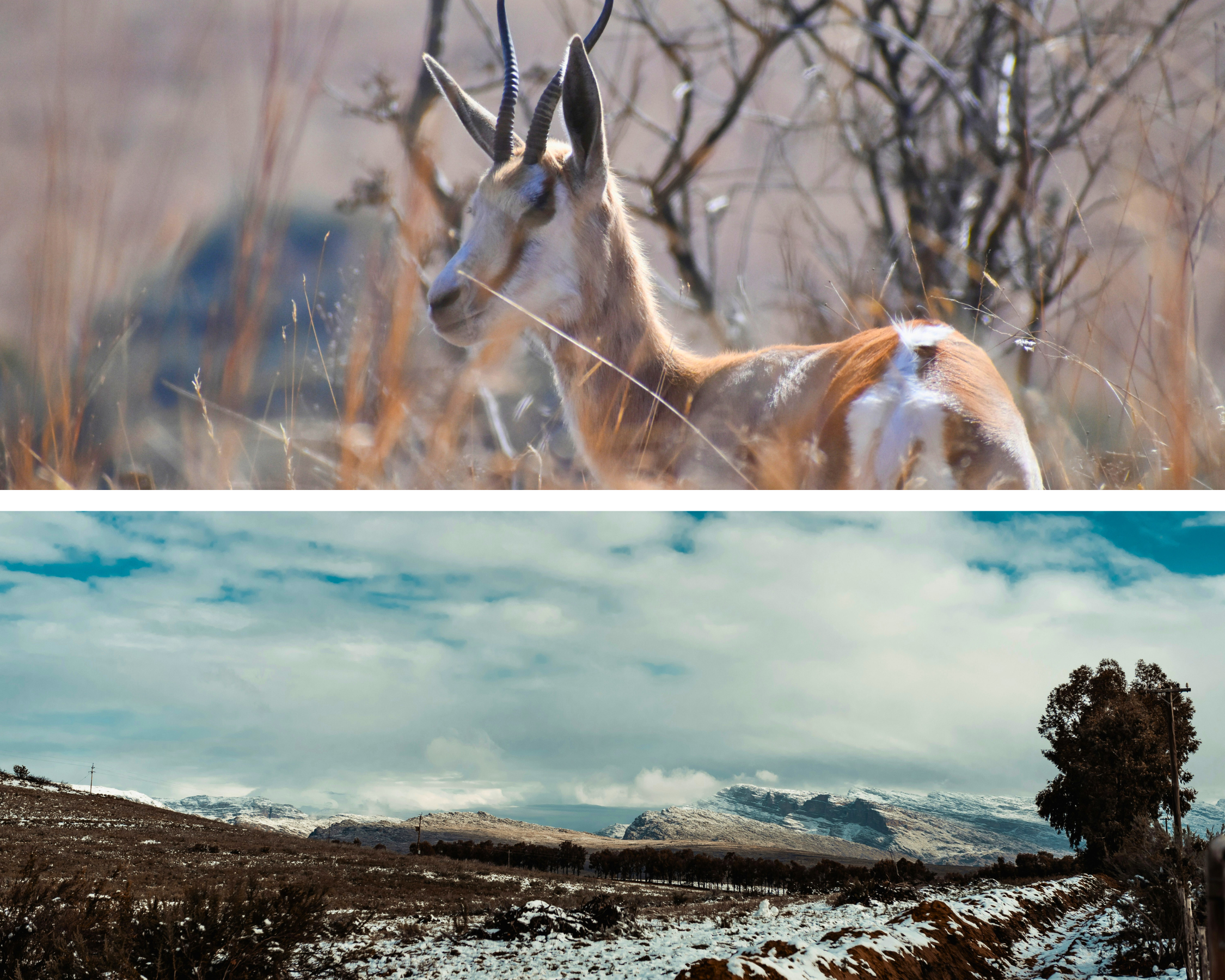 Moooie witte laag over de velden heen