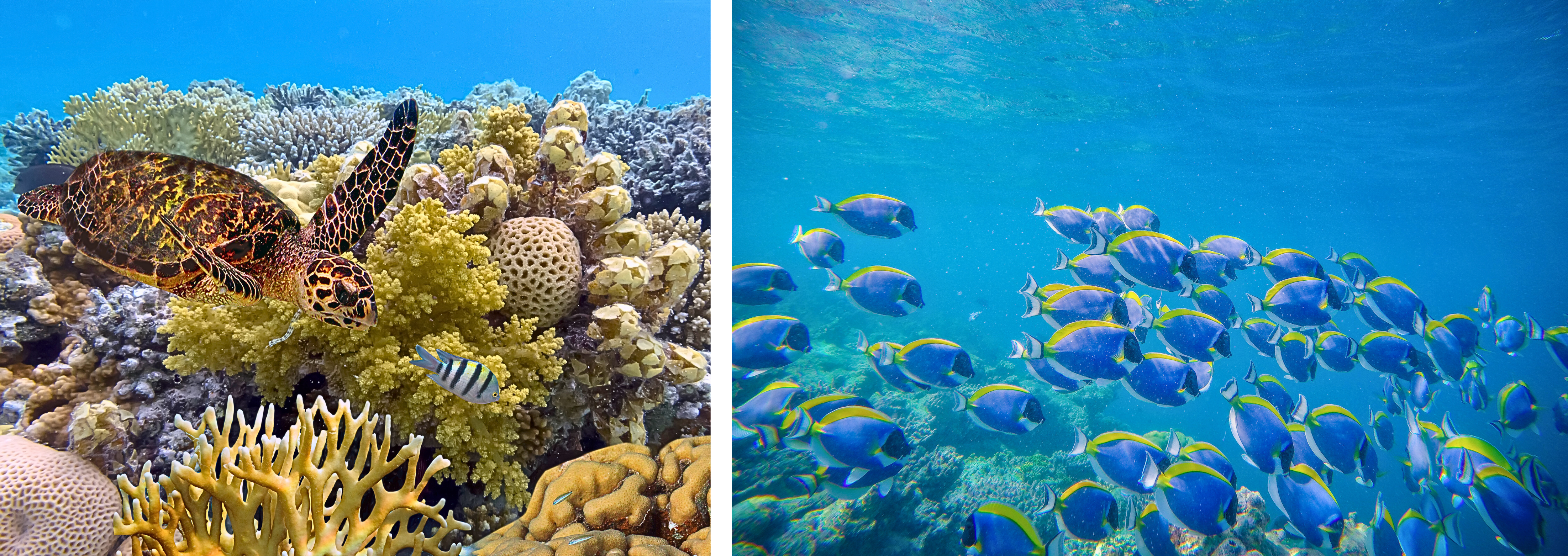 Belize Barrier Reef onderwater