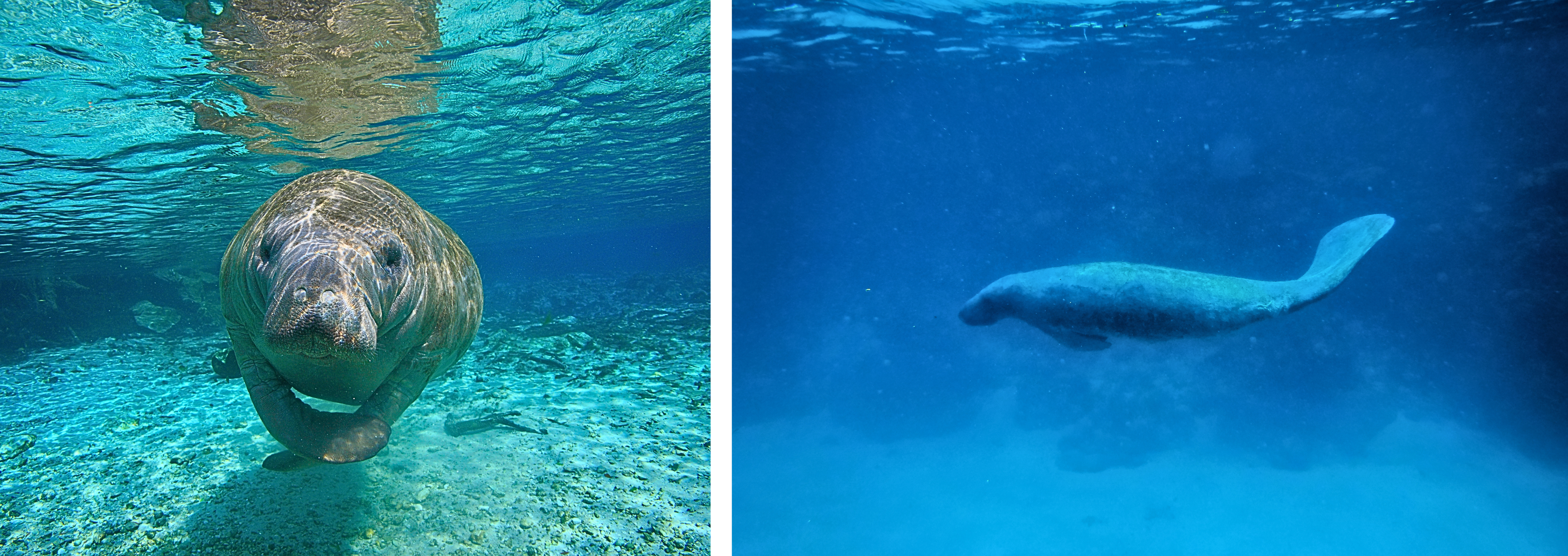 Manatees in Belize