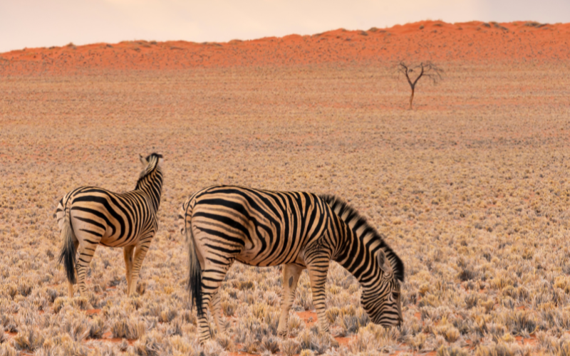 その他 Br - Fernweh: Namibia & Botswana [DVD] thumbmail-ultieme-roadtrip.png
