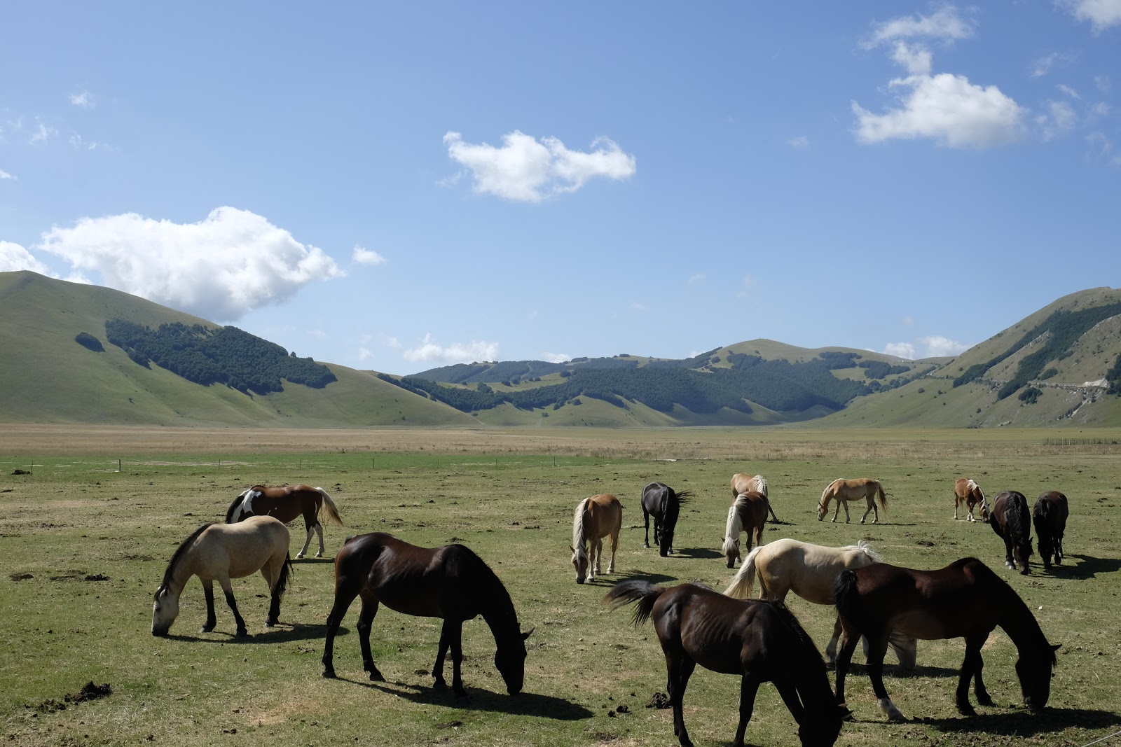 One of the views Marzena enjoyed on her sabbatical - horses on a plain.