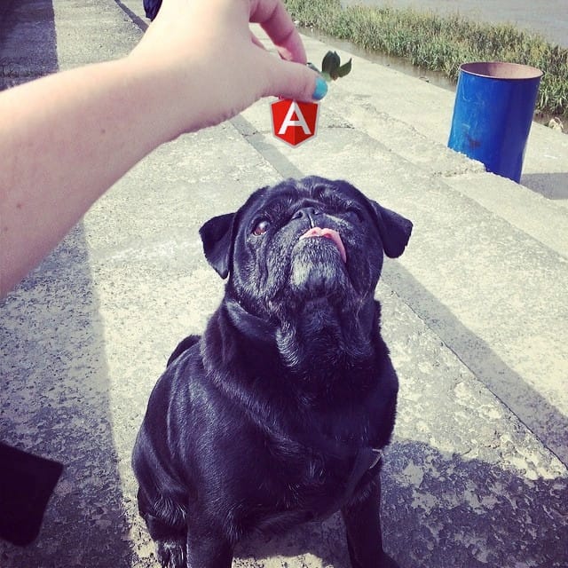 Zuza the pug on AngularJS