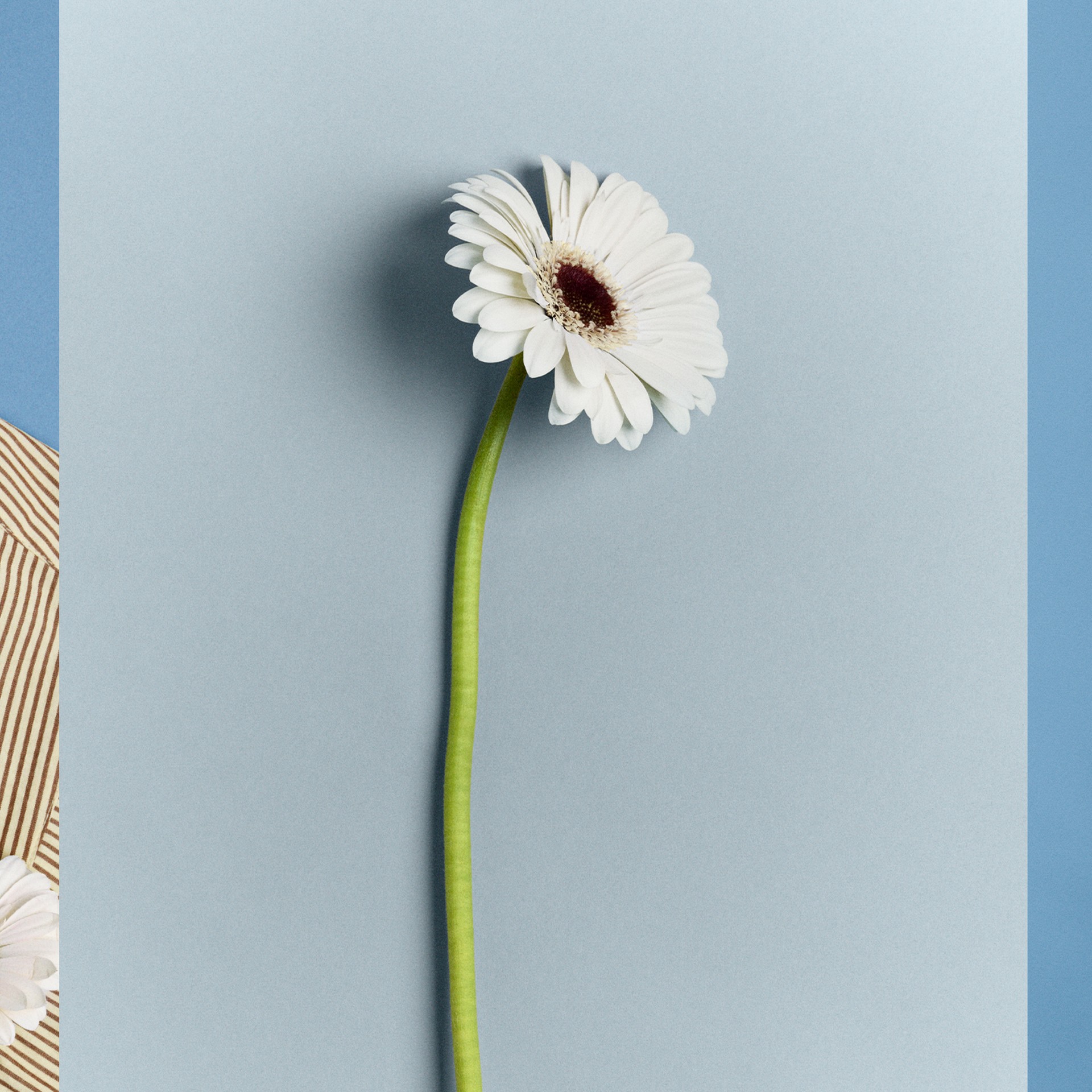 Striped shirt with mini Rodini label, decorated with white flowers against a blue background.