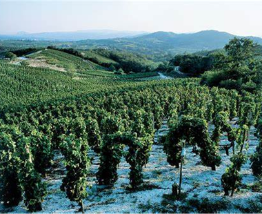 Weingut Les Hauts de Coste Meliac