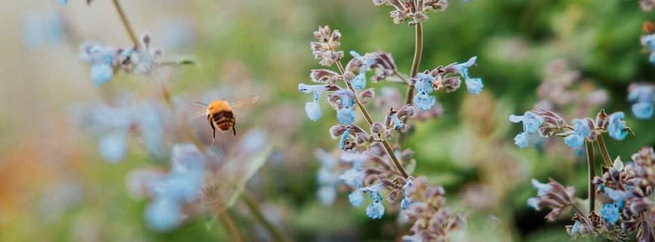 Bee flying past flowers