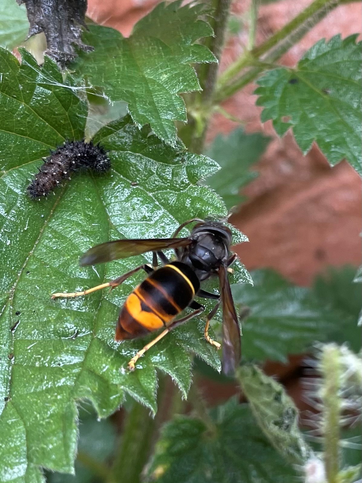 Yellow legged hornet