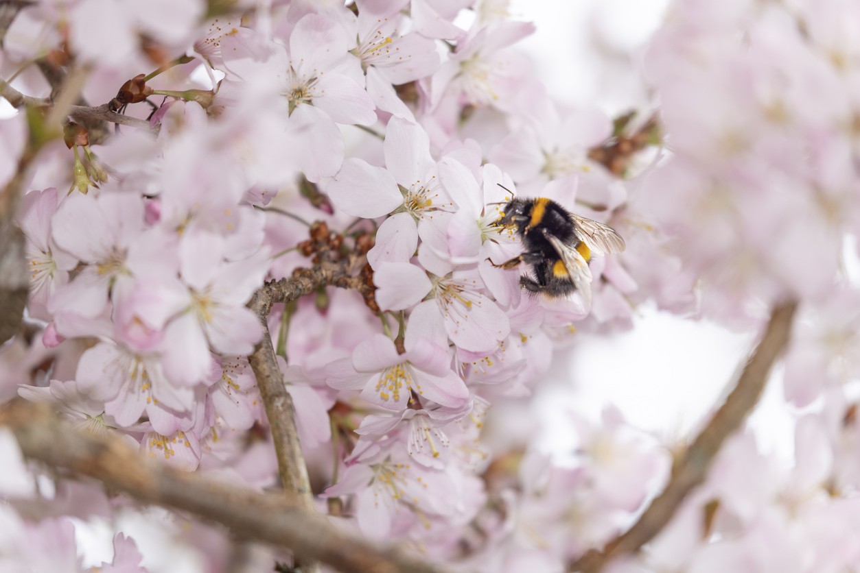 Bumblebee on a cherry blossom in spring