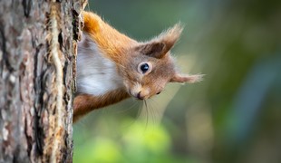 A red squirrel on the trunk of a tree in a woodland setting