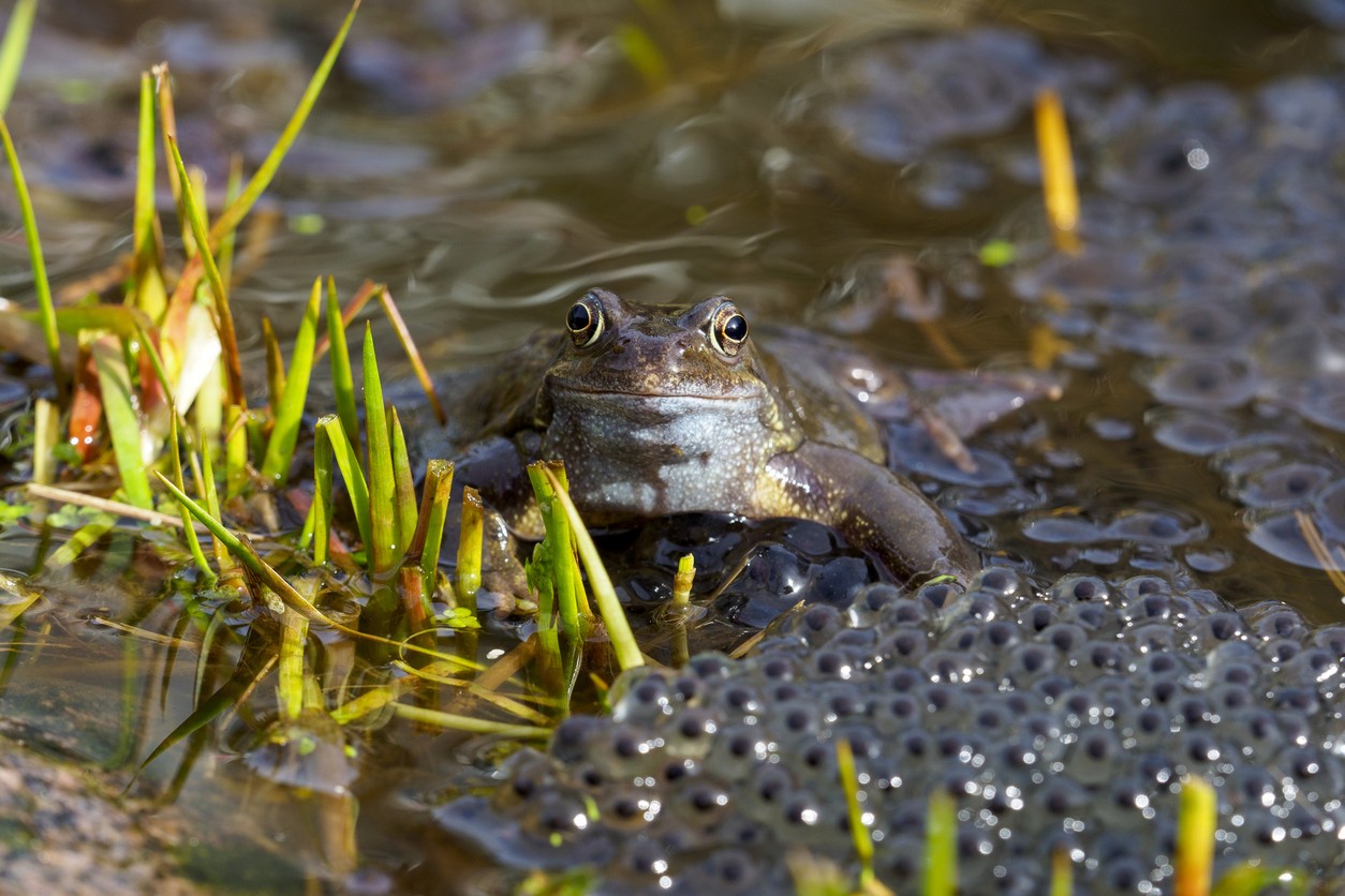 A common frog sitting in a pond next to frogspawn in spring