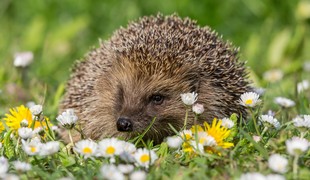 Hedgehog sitting among daisies in spring in Wales