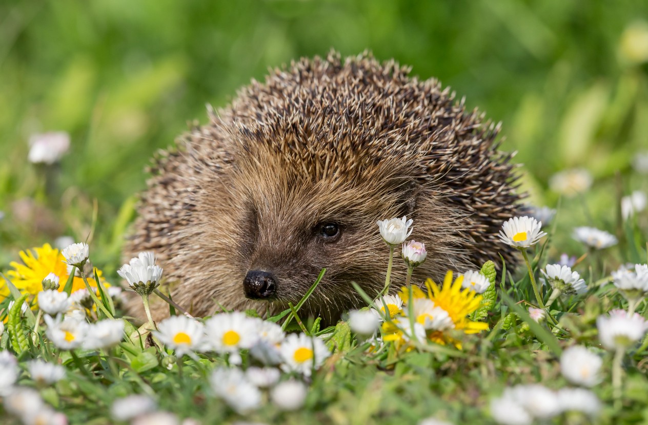 Hedgehog sitting among daisies in spring in Wales