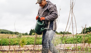 A man using a watering can to water the ground at a community allotment