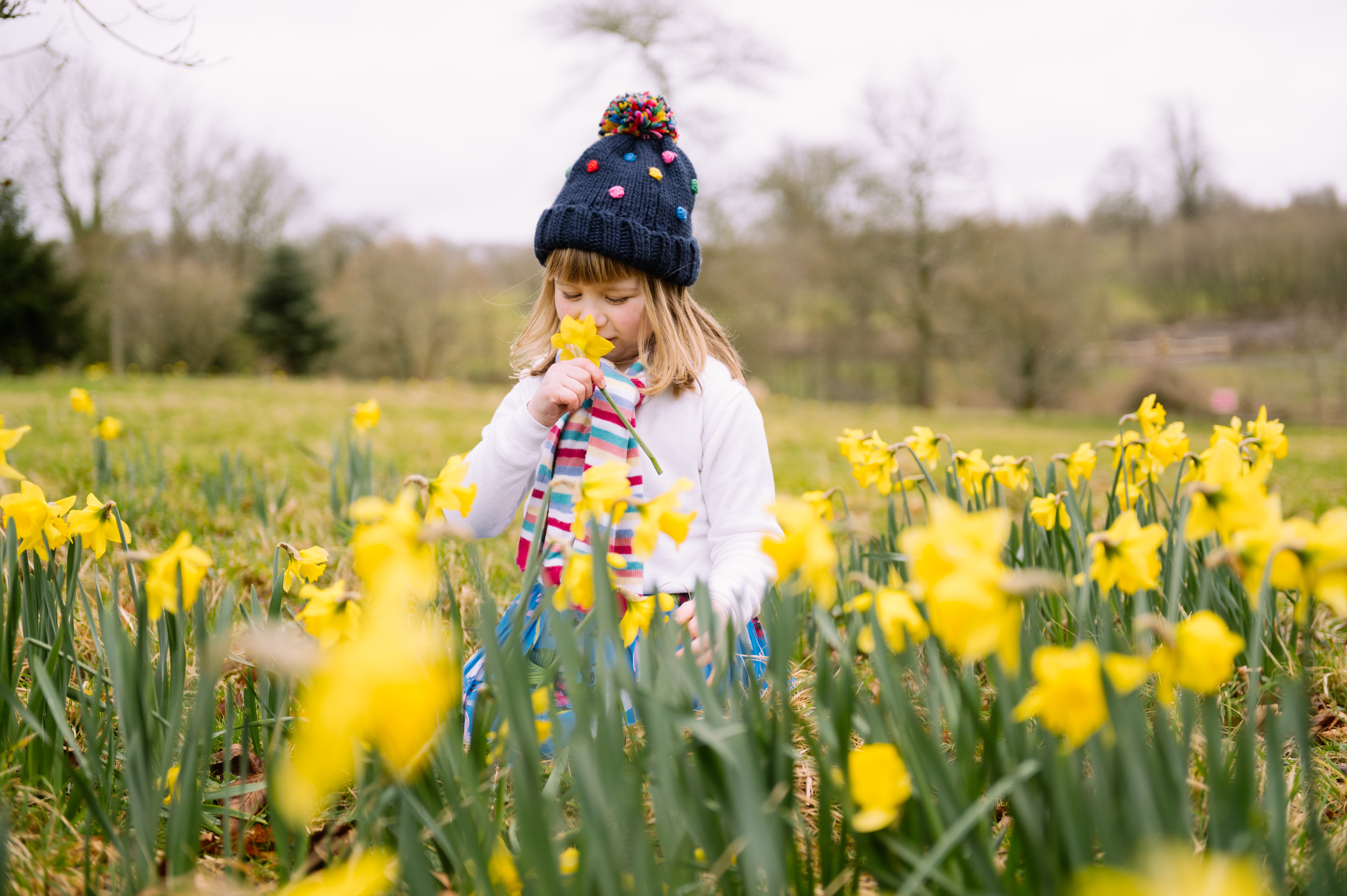 Child sitting among spring daffodils in Wales during St David’s Day.