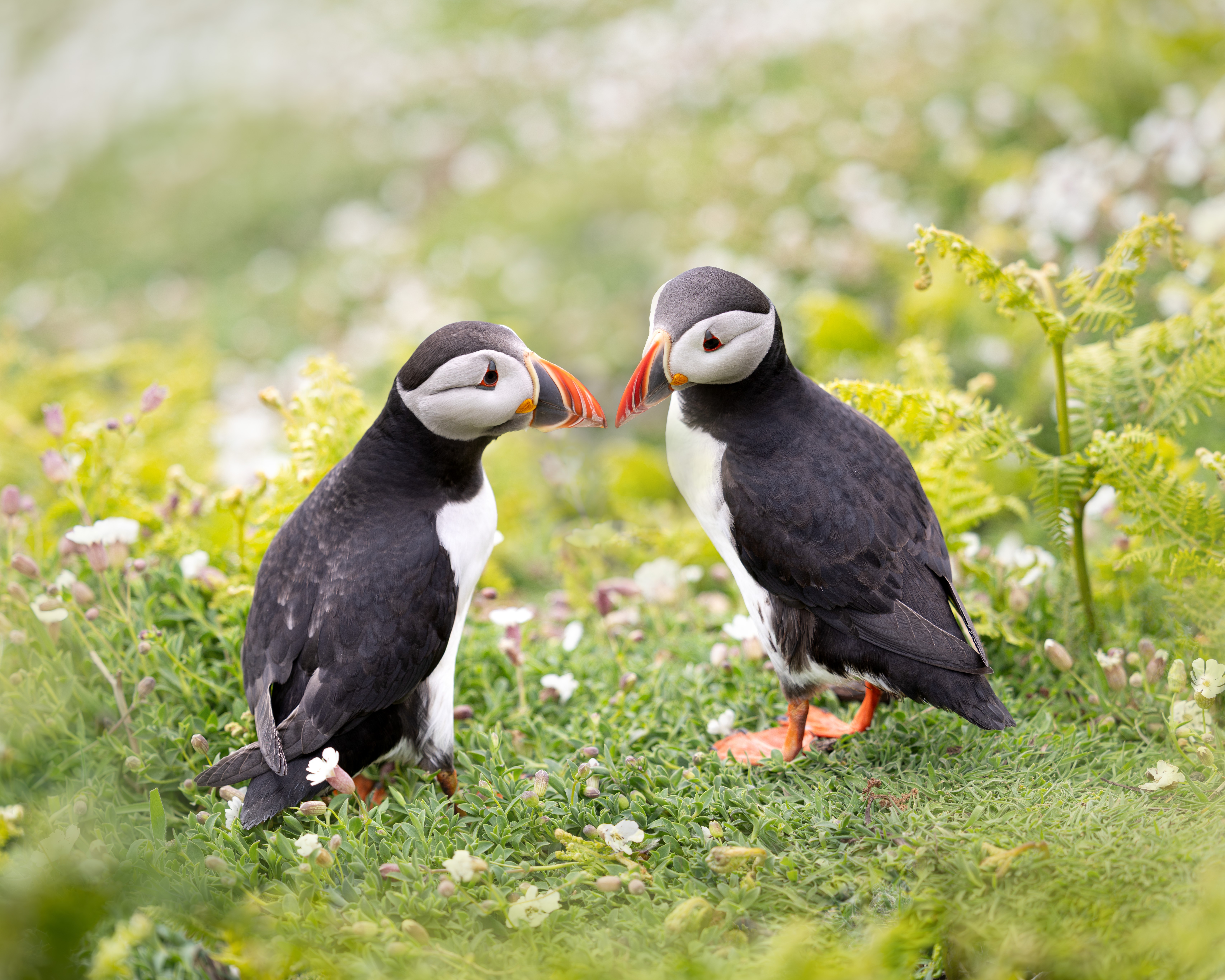 Puffins sitting on a clifftop in Wales during St David’s Day.