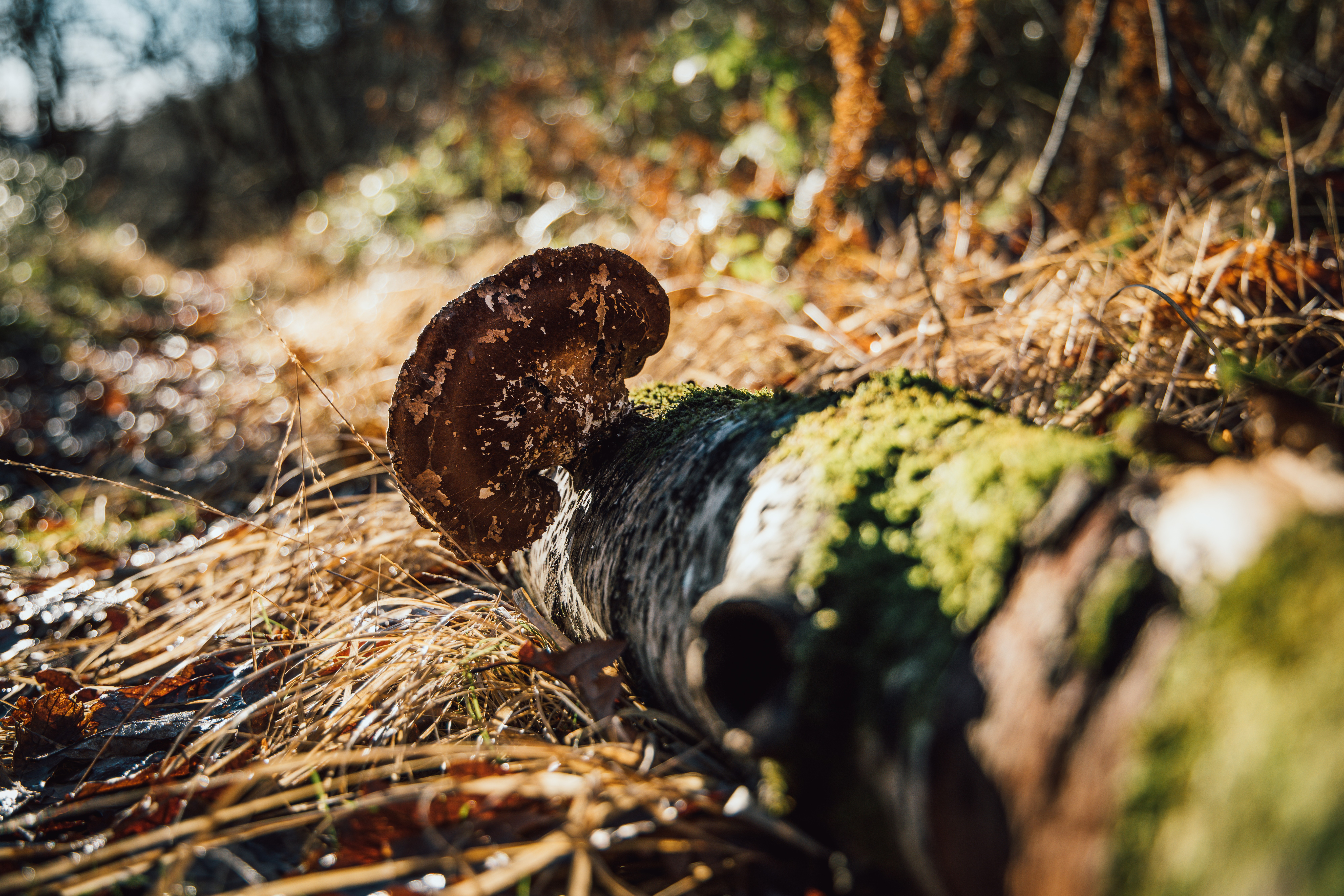 Mushroom on a branch