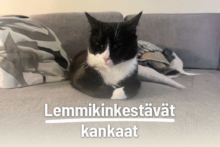 lemmikki lokakuu