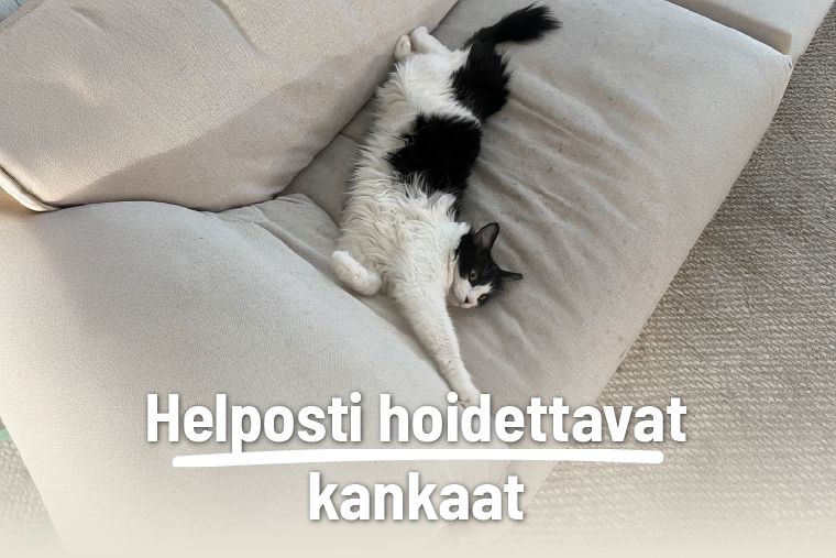 lemmikki lokakuu