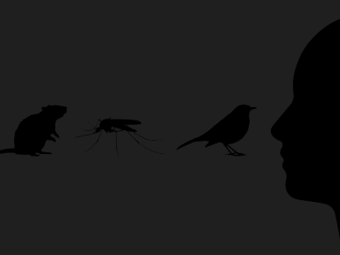 Eine Reihe von Silhouetten einer Maus, einer Tigermücke, einer Amsel und schließlich einem Menschen die alle mit einem angedeuteten Virus in Kontakt treten.