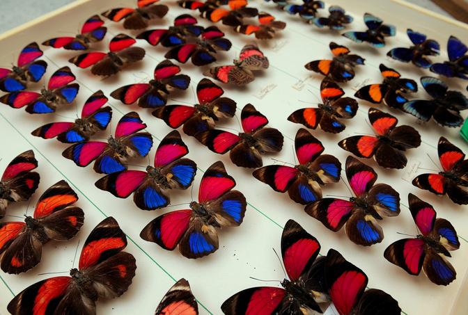 Bunte Schmetterlinge, aufgespießt und nach Herkunft und Farbe geordnet: Grausamkeit der Vergangenheit oder als wissenschaftlich wertvolle Dokumentationen längst ausgestorbener Arten?