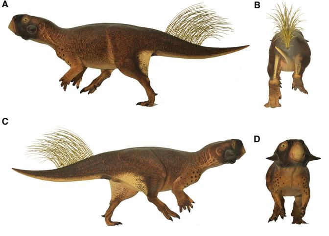 Vier Ansichten eines Psittacosaurus-Modells: Seitenprofil, Rückansicht, erweitertes Seitenprofil und Frontalansicht, jeweils mit federartigen Schwanzstrukturen.