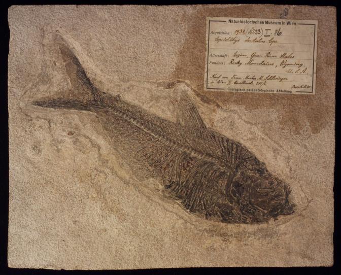 Dieser fossile Fisch war einst im Besitz von Martha und Eugen Schlesinger, die wegen ihrer jüdischen Abstammung von den Nationalsozialisten ins Konzentrationslager deportiert und ermordet wurden. „Es ist anzunehmen, dass es sich dabei um einen Notverkauf gehandelt hat“, heißt es in einem Gutachten des Kunstrückgabebeirats der Bundesrepublik Österreich.
