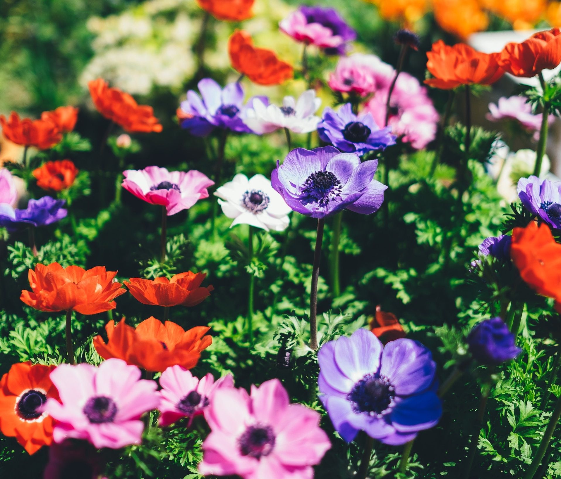 annie-spratt-VviNSpJuGj0-unsplash