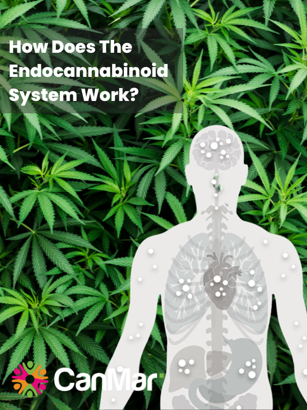 What Is The Endocannabinoid System? Canmar