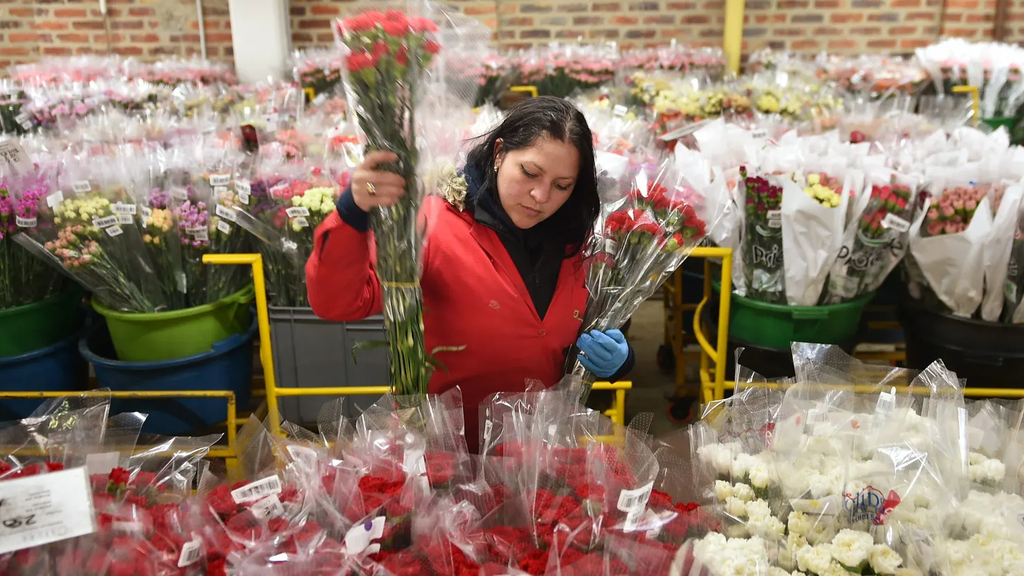 A worker arranges bouquets of flowers on a plantation in Tocancipa, near Bogota, Colombia.