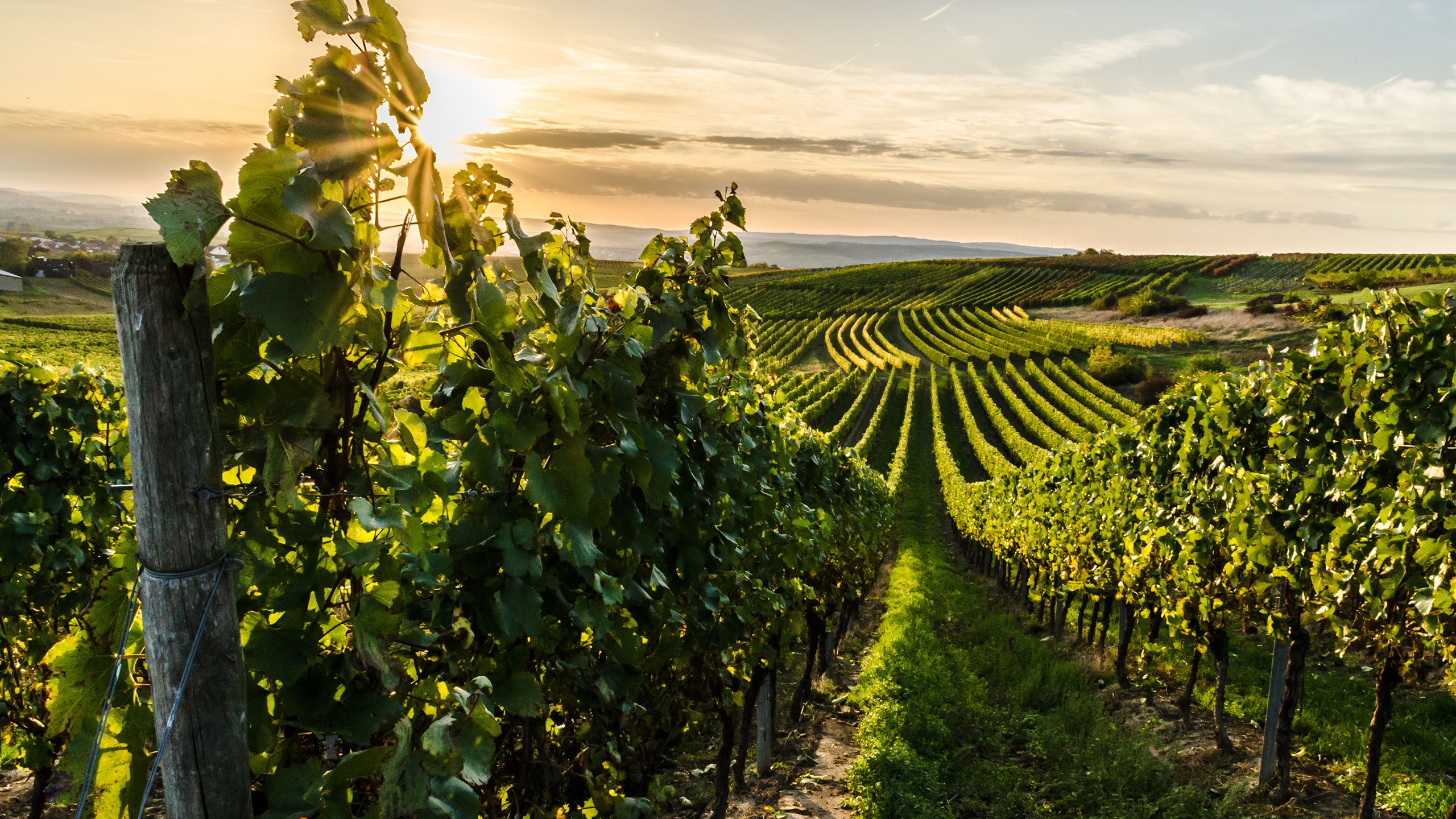 Hang eines Weinbergs in der Abendsonne
