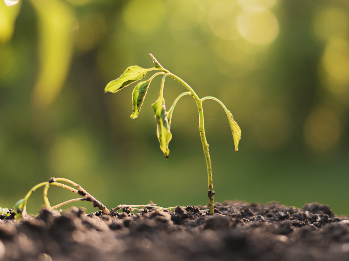 Powszechnie stosowany  podział na 4 kategorie gleby
