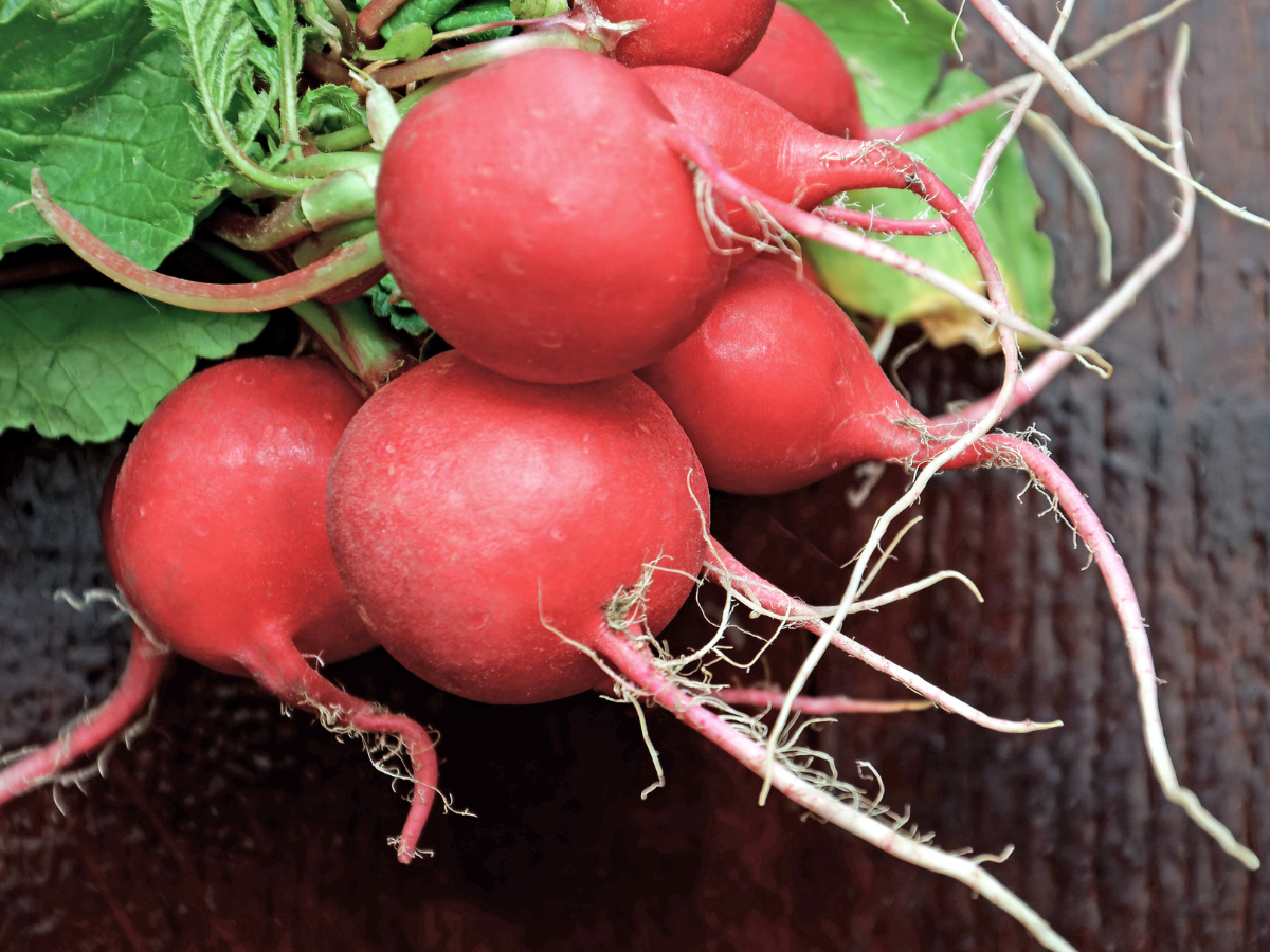 . Do roślin wykazujących szczególne predyspozycje do kumulacji azotanów(V) należy m.in. rzodkiewka,.