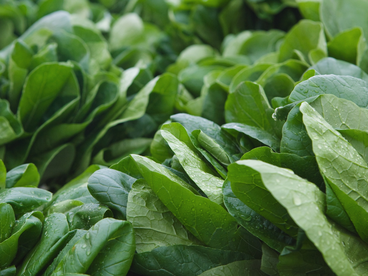 Fosfor ogranicza występowanie w roślinach niektórych związków wpływających negatywnie na metabolizm, takich jak kwas szczawiowy, który pogarsza parametry jakościowe szpinaku.