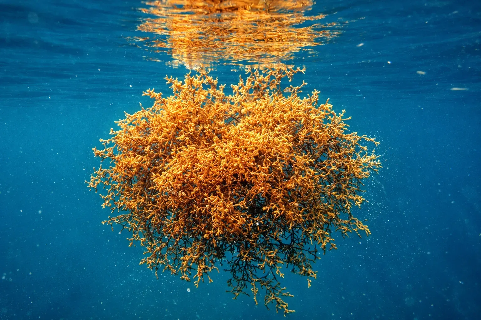  Algi stale się adaptują do nowych warunków i produkują wiele substancji antystresowych