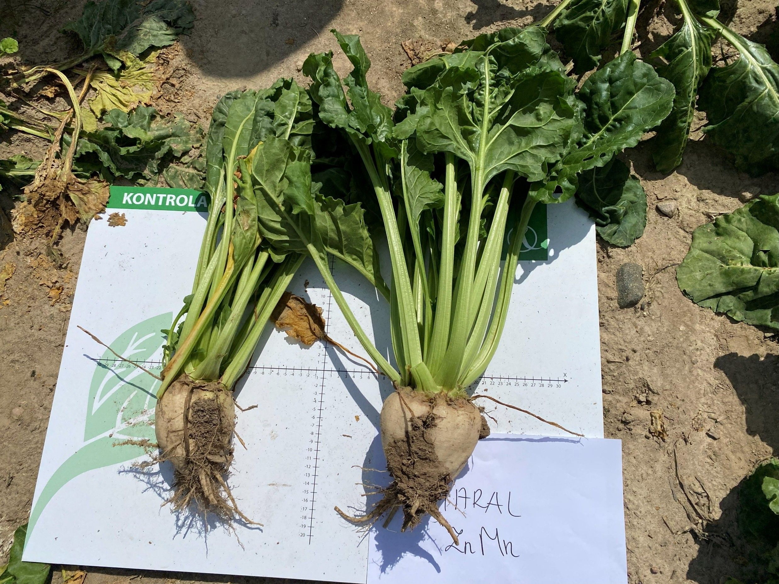 Agrosimex