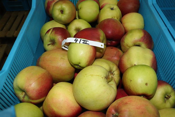 Fot.3 Jabłka odmiany Ligol poddane przedzbiorczej ochronie produktem Pantoea Care – po 5 miesiącach przechowywania