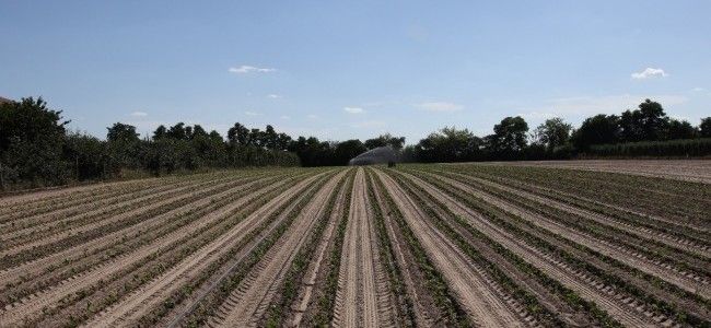 Fot 1. T. Domański, Zakładanie nowej plantacji truskawek – rzędy sadzonek i nawodnienie