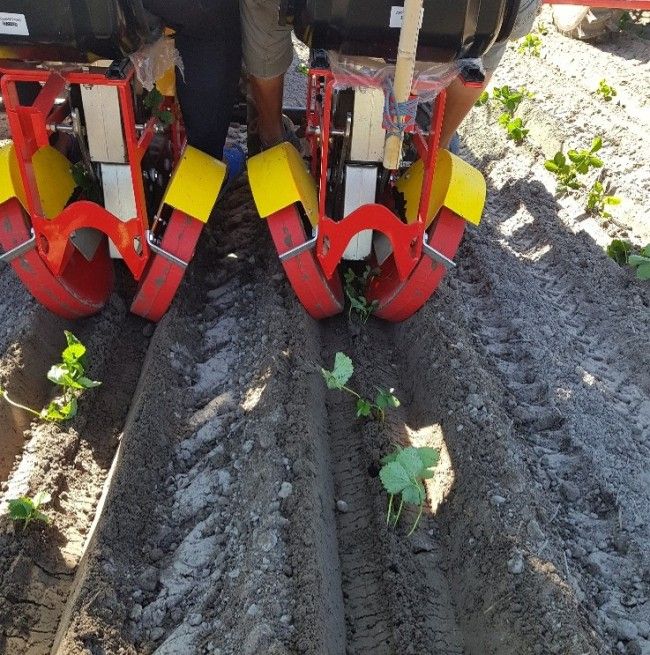 Fot 3. T. Domański, Mechaniczna sadzarka do truskawek – precyzyjne zakładanie plantacji