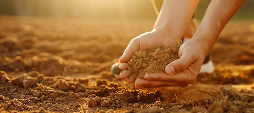 Agrosimex
