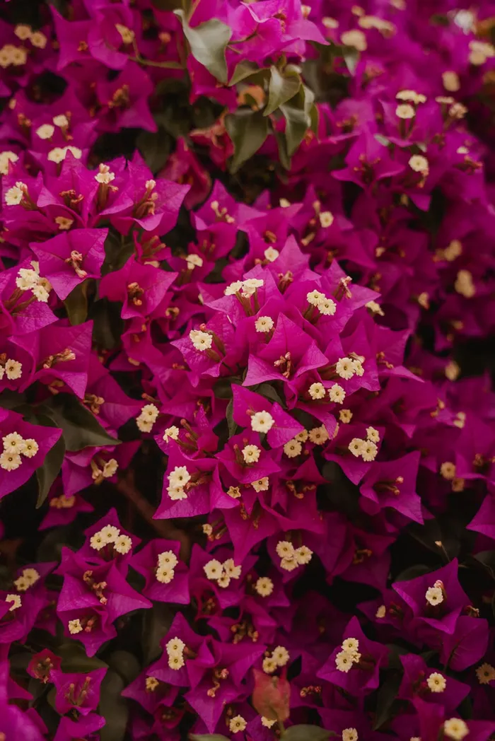 Angelina and William at 7 Pines Ibiza — ceremony moments, Ibiza