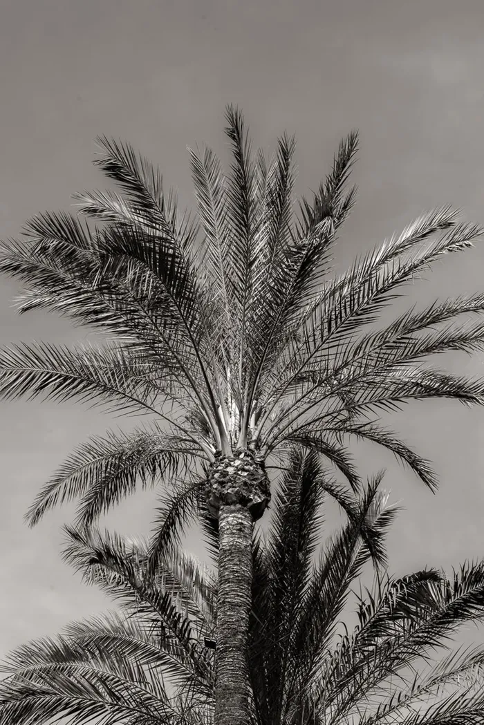 Pierre and Juliana at Atzaro — ceremony moments, Ibiza